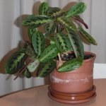 Maranta